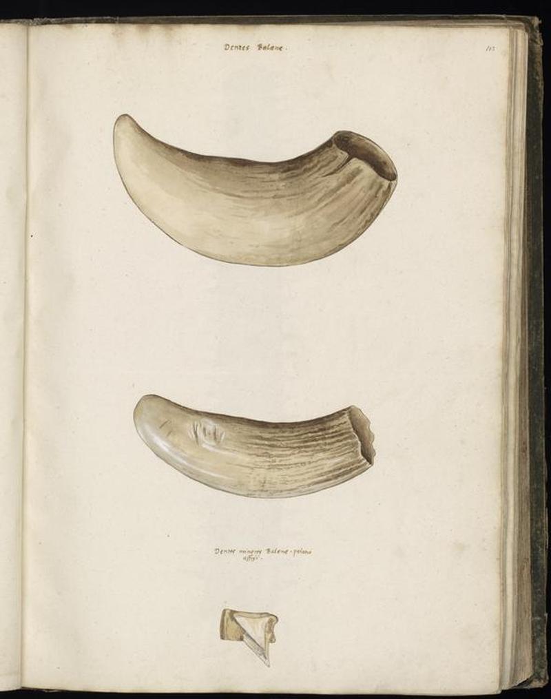 Animal drawings collected by Felix Platter, p1 - (48)