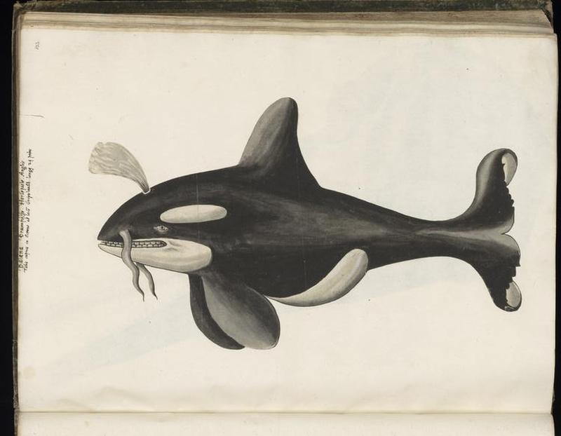 Animal drawings collected by Felix Platter, p1 - (49)
