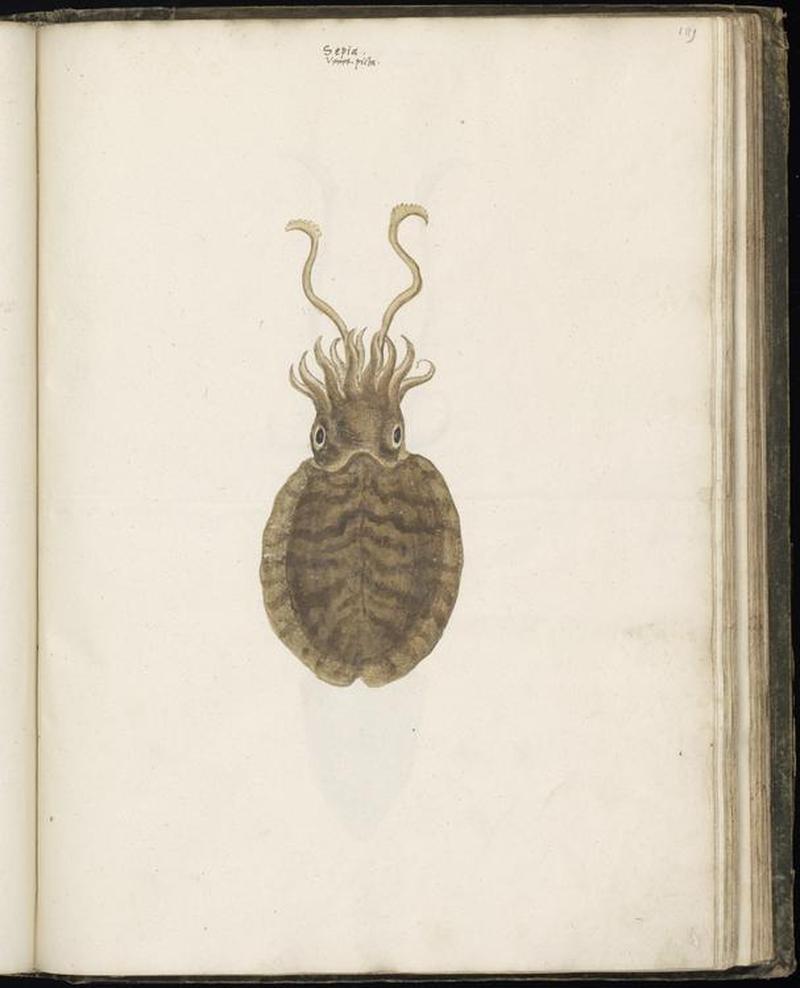 Animal drawings collected by Felix Platter, p1 - (5)