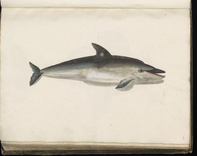 Animal drawings collected by Felix Platter, p1 - (50)