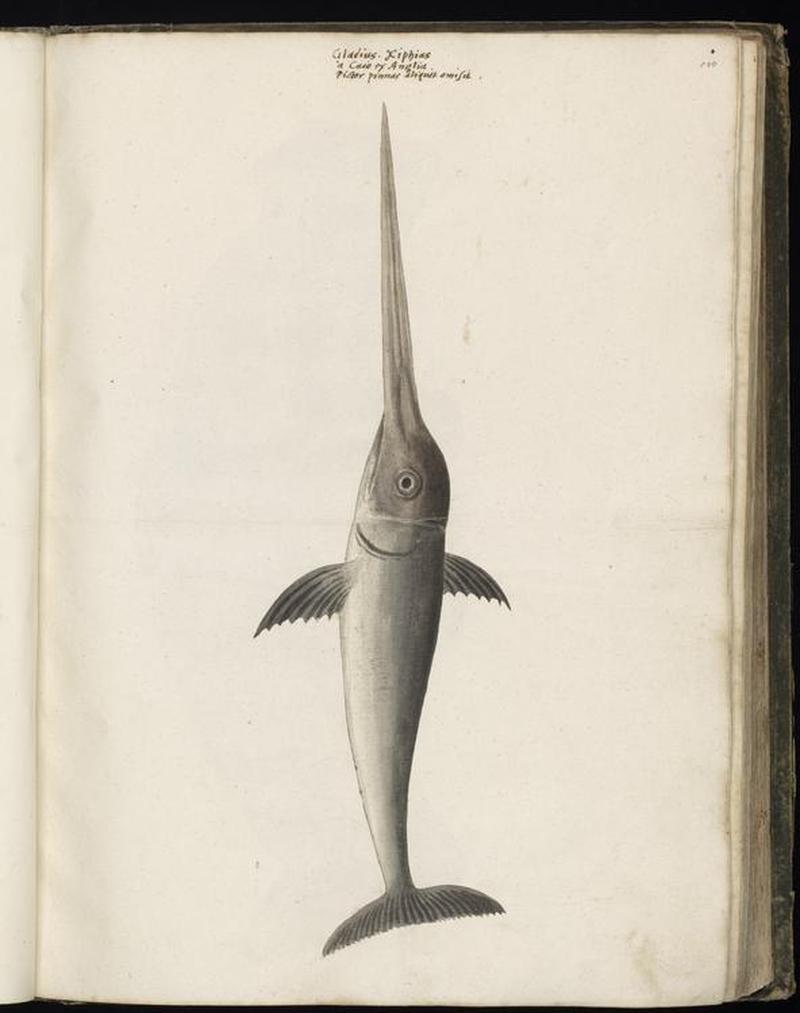 Animal drawings collected by Felix Platter, p1 - (51)