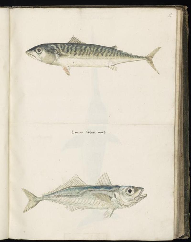Animal drawings collected by Felix Platter, p1 - (52)