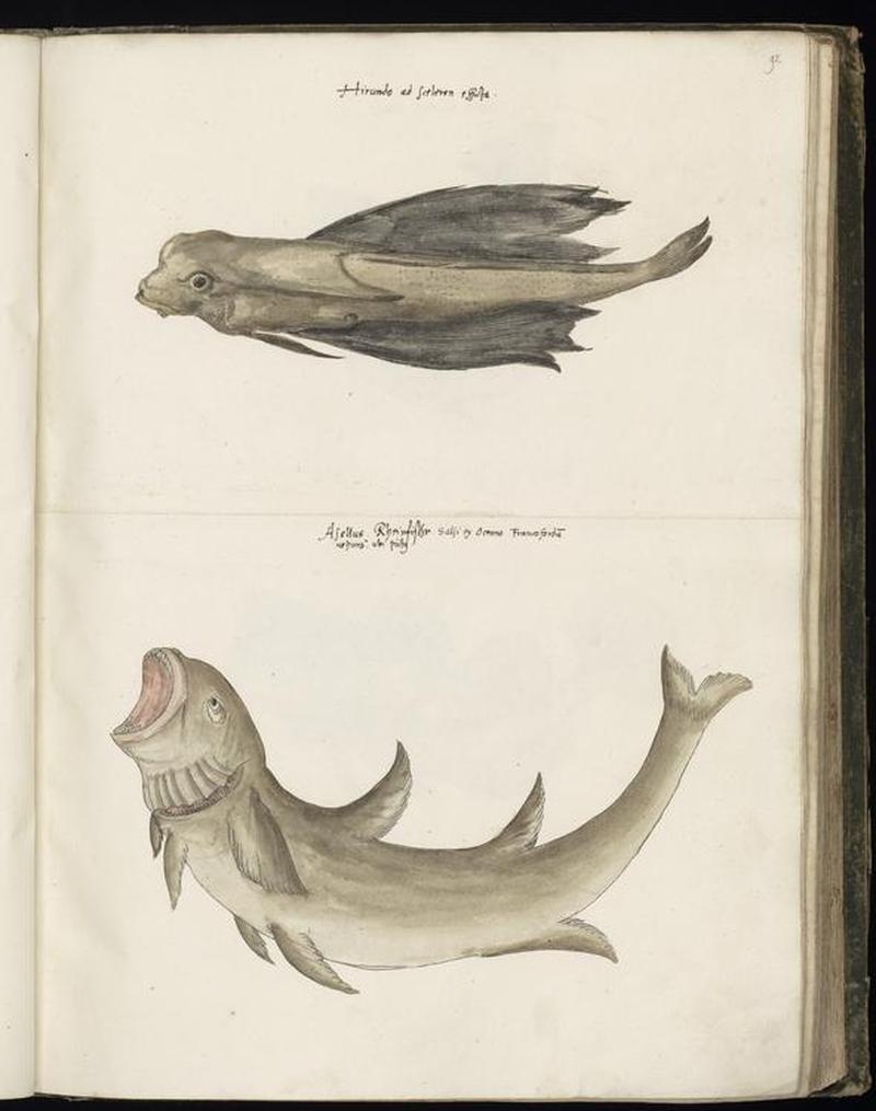 Animal drawings collected by Felix Platter, p1 - (54)