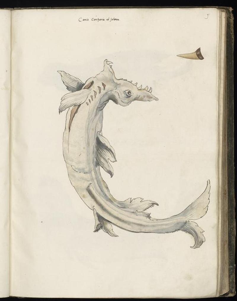 Animal drawings collected by Felix Platter, p1 - (55)