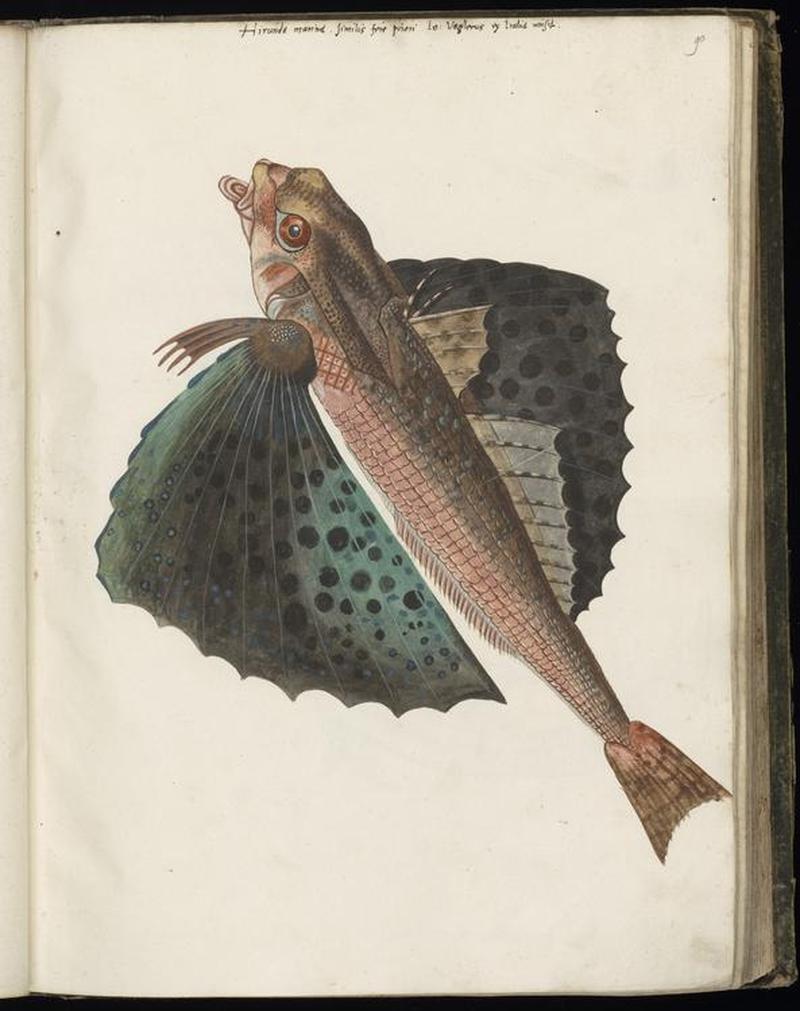 Animal drawings collected by Felix Platter, p1 - (56)