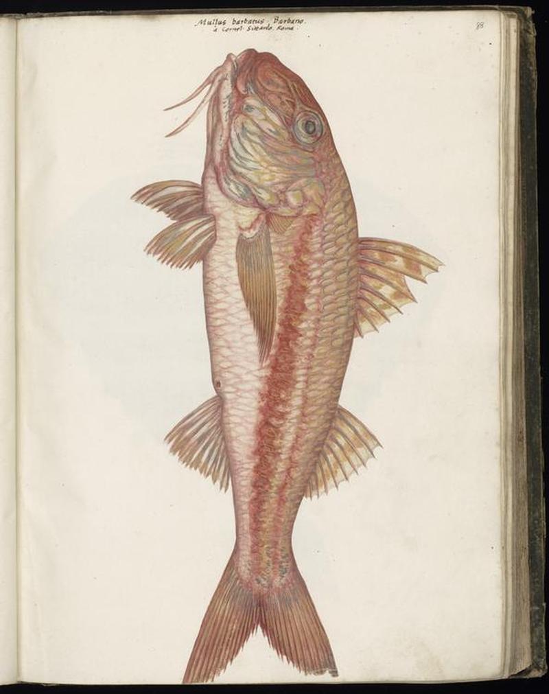 Animal drawings collected by Felix Platter, p1 - (57)