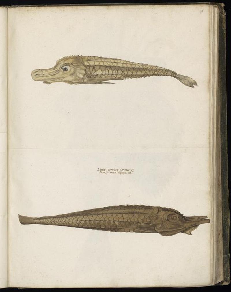 Animal drawings collected by Felix Platter, p1 - (58)
