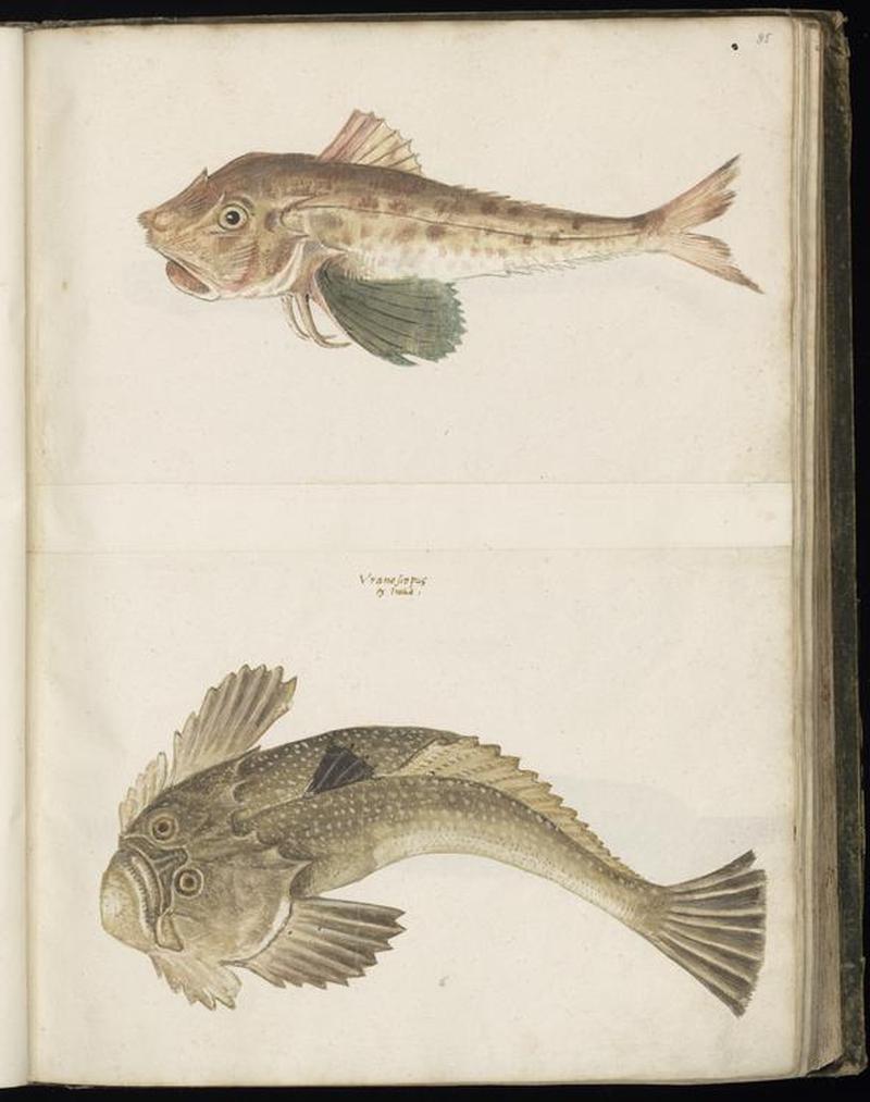 Animal drawings collected by Felix Platter, p1 - (59)