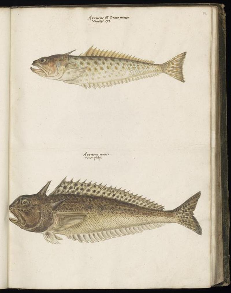 Animal drawings collected by Felix Platter, p1 - (61)