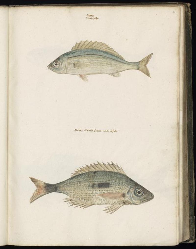 Animal drawings collected by Felix Platter, p1 - (62)