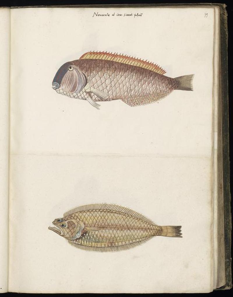 Animal drawings collected by Felix Platter, p1 - (63)
