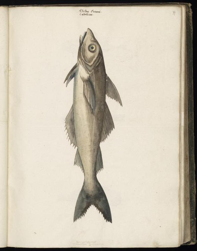 Animal drawings collected by Felix Platter, p1 - (64)