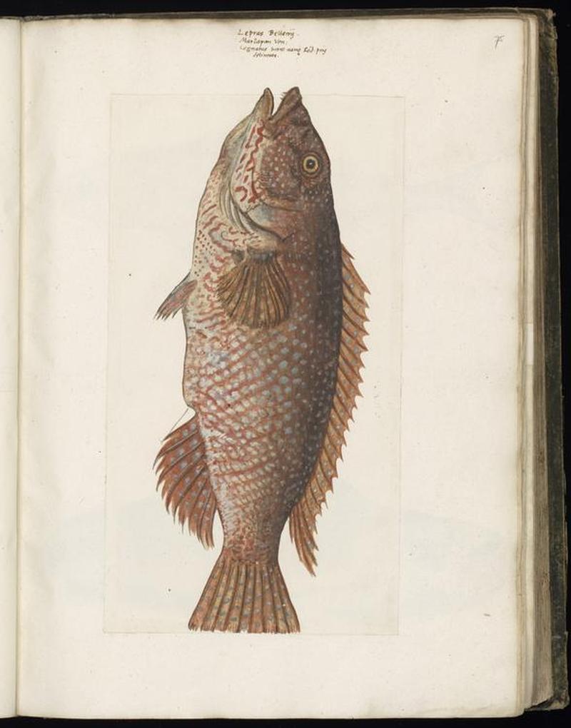 Animal drawings collected by Felix Platter, p1 - (65)