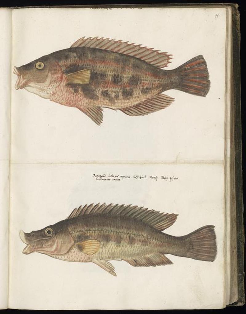 Animal drawings collected by Felix Platter, p1 - (66)