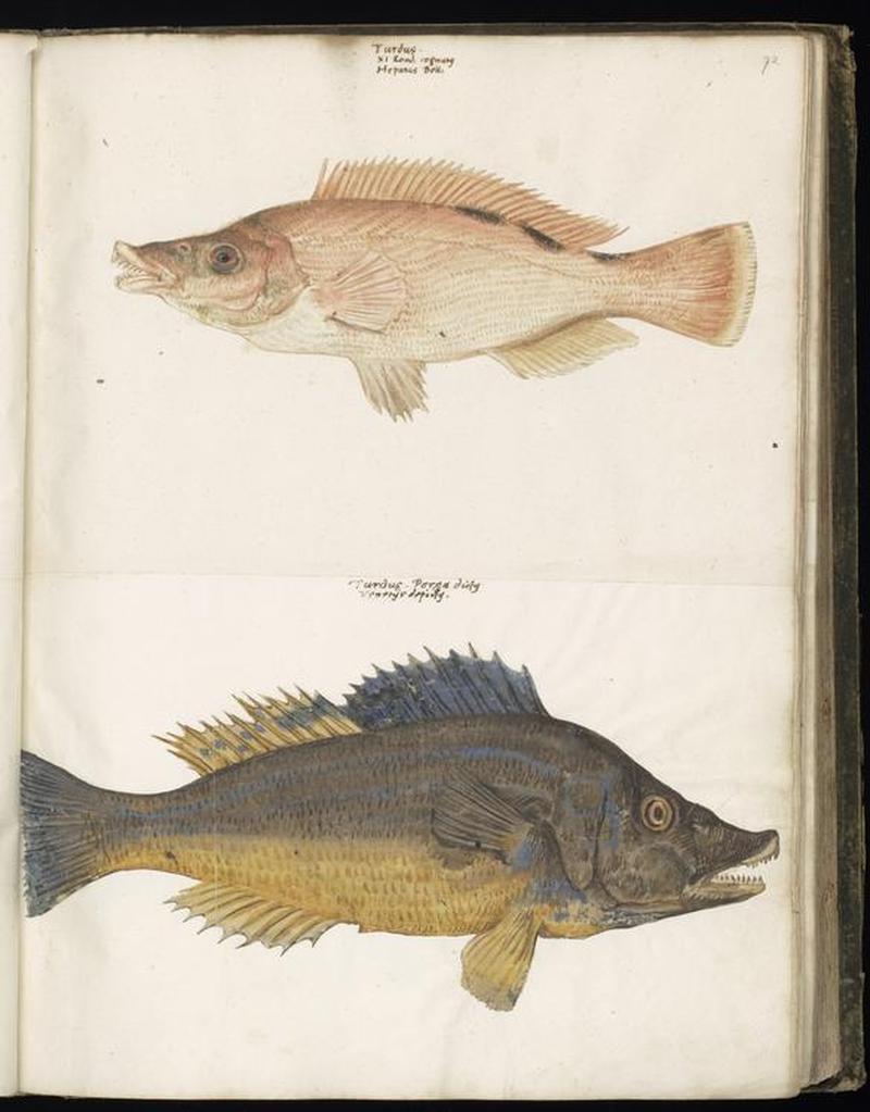 Animal drawings collected by Felix Platter, p1 - (67)