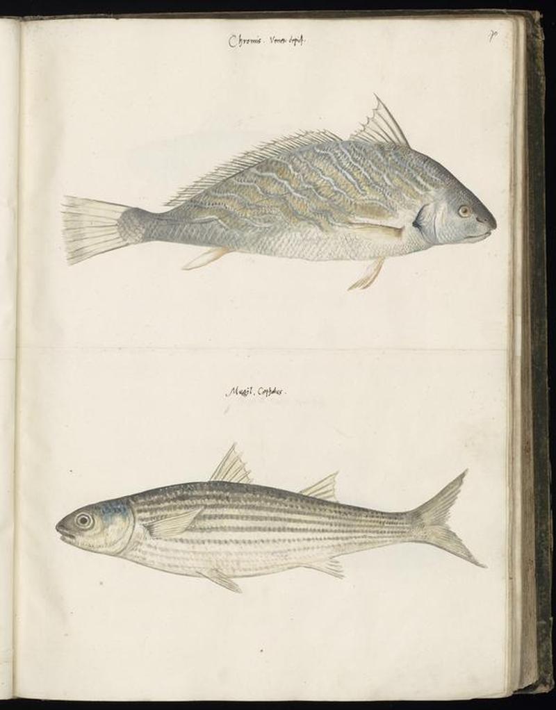 Animal drawings collected by Felix Platter, p1 - (69)