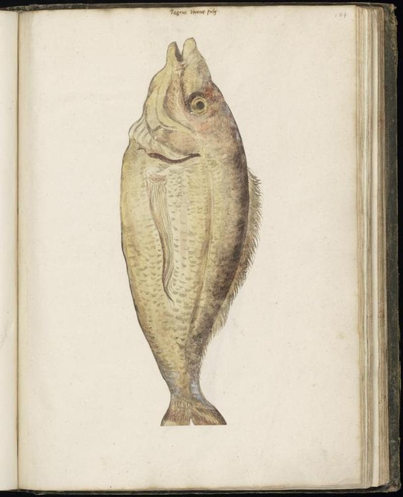 Animal drawings collected by Felix Platter, p1 - (7)