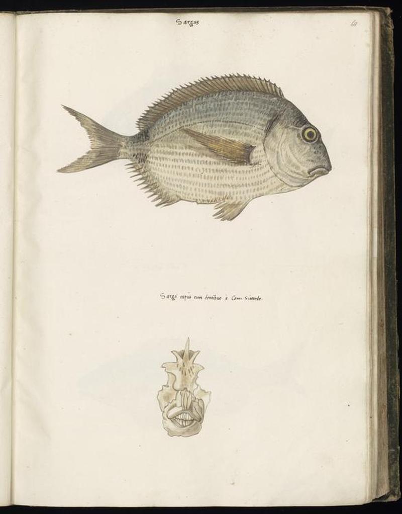 Animal drawings collected by Felix Platter, p1 - (70)