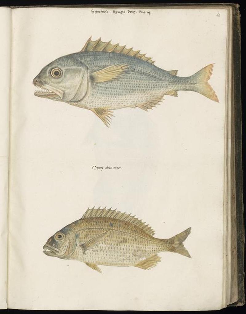 Animal drawings collected by Felix Platter, p1 - (71)
