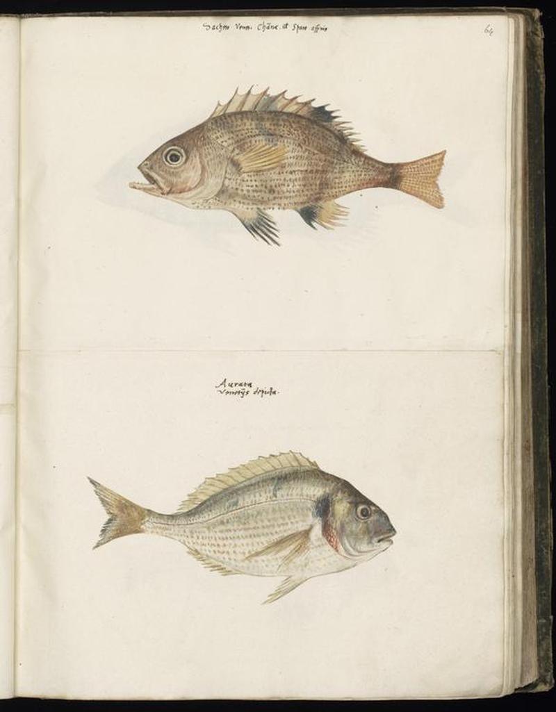 Animal drawings collected by Felix Platter, p1 - (73)