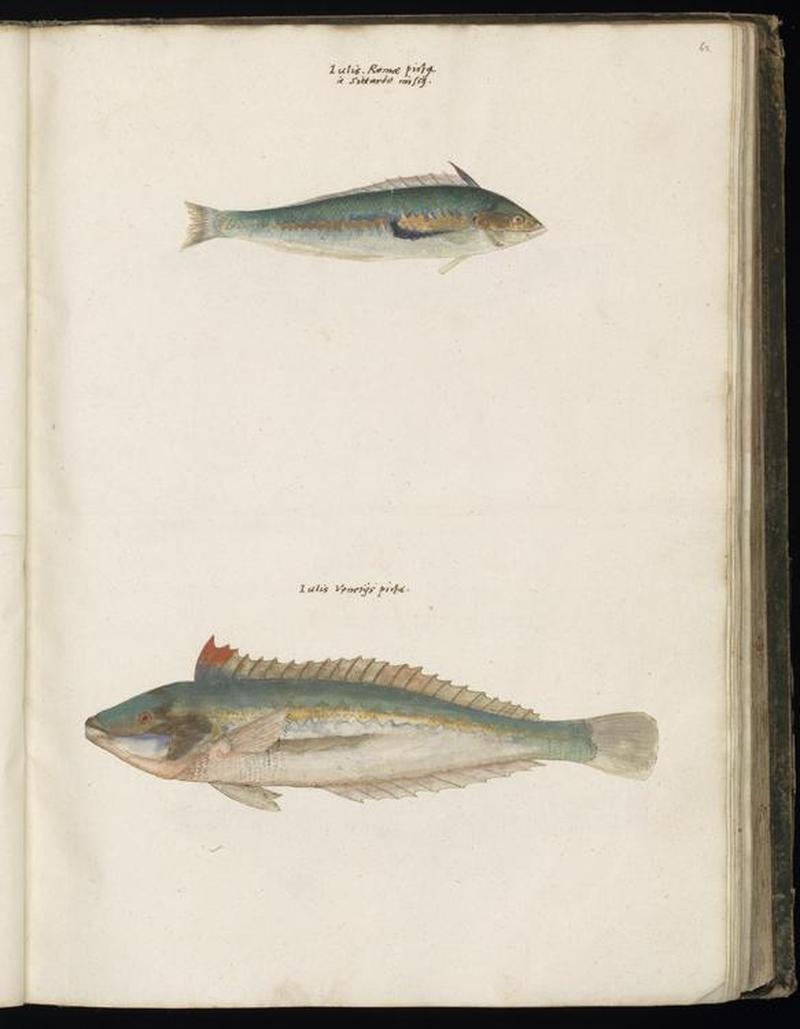 Animal drawings collected by Felix Platter, p1 - (74)
