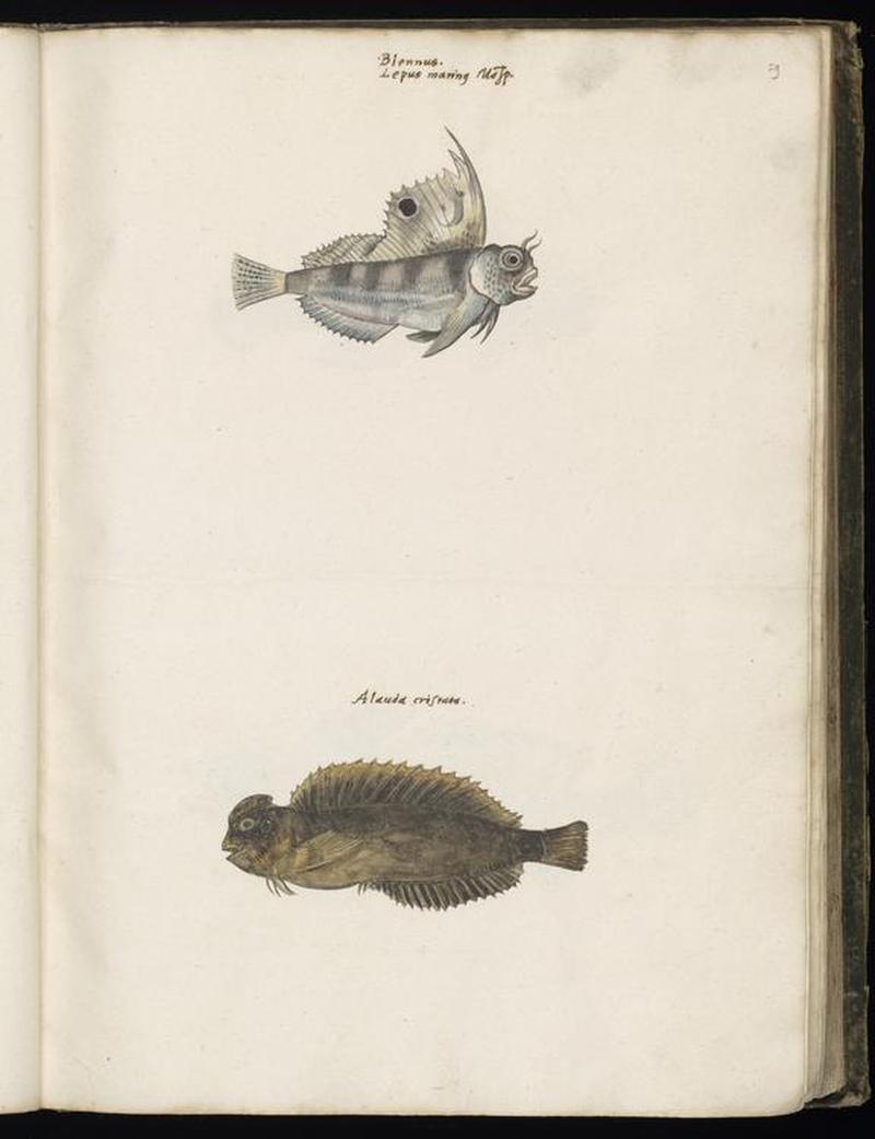Animal drawings collected by Felix Platter, p1 - (76)