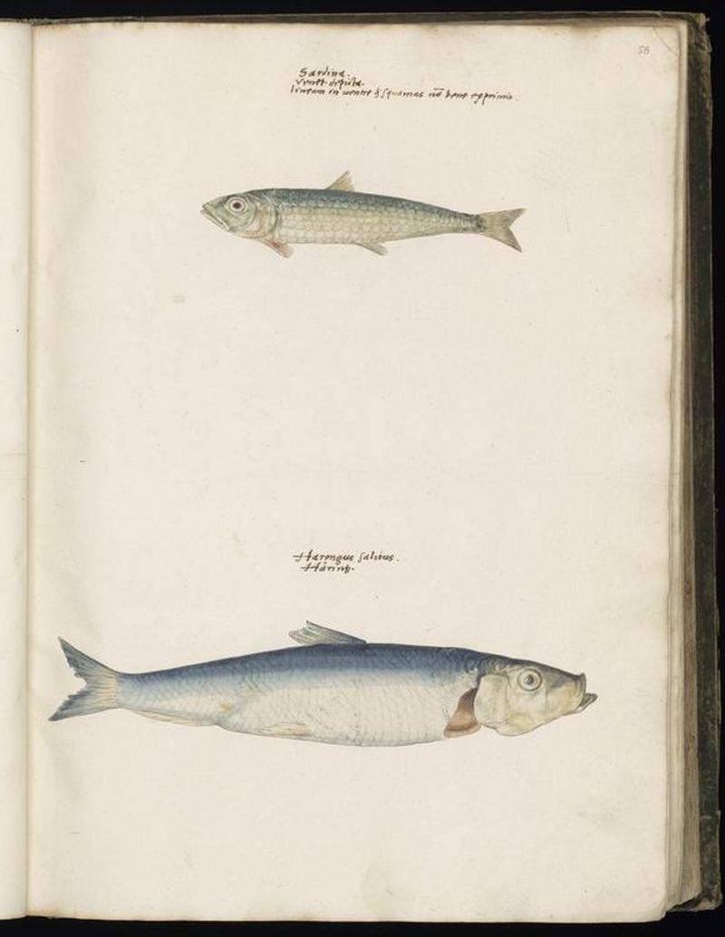 Animal drawings collected by Felix Platter, p1 - (77)