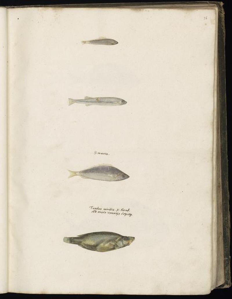 Animal drawings collected by Felix Platter, p1 - (78)
