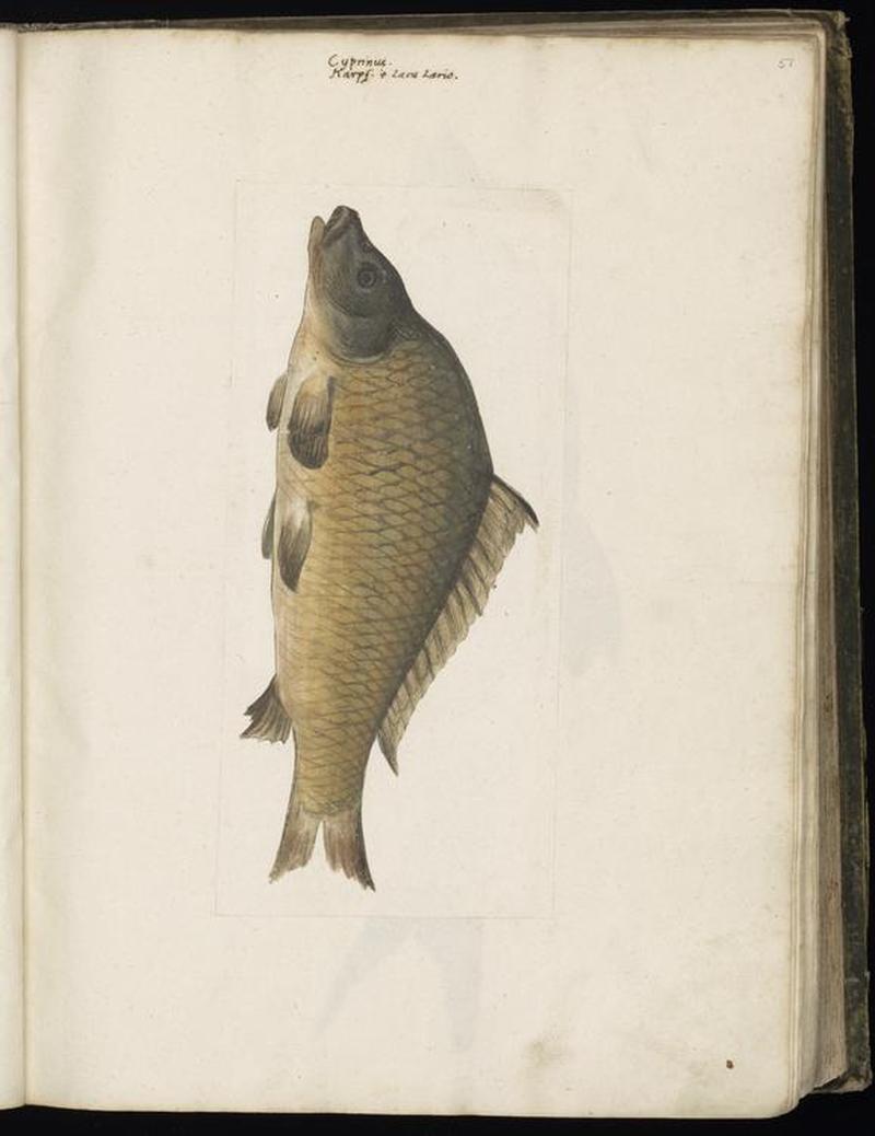 Animal drawings collected by Felix Platter, p1 - (79)