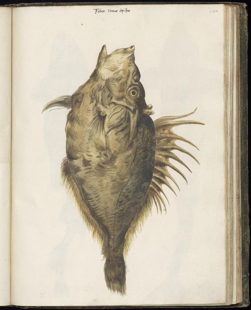 Animal drawings collected by Felix Platter, p1 - (8)