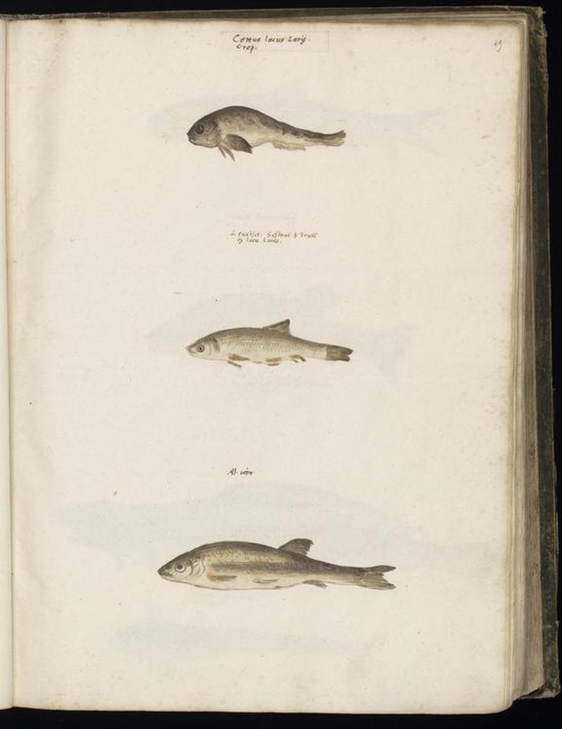 Animal drawings collected by Felix Platter, p1 - (80)
