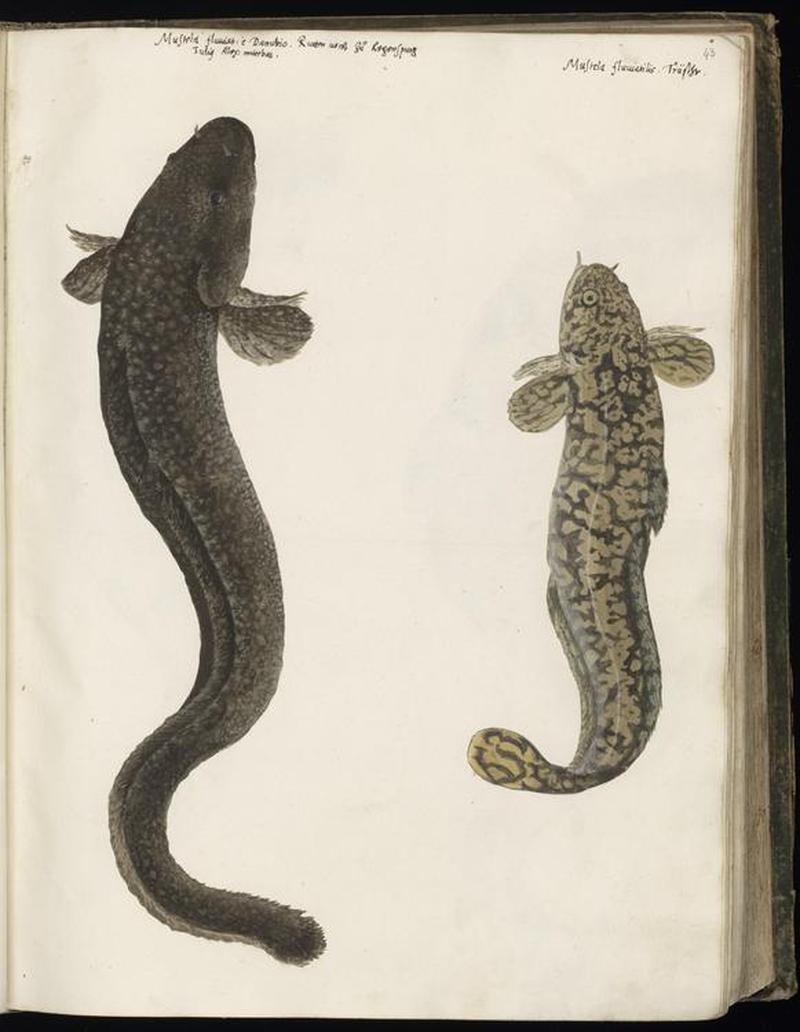 Animal drawings collected by Felix Platter, p1 - (81)