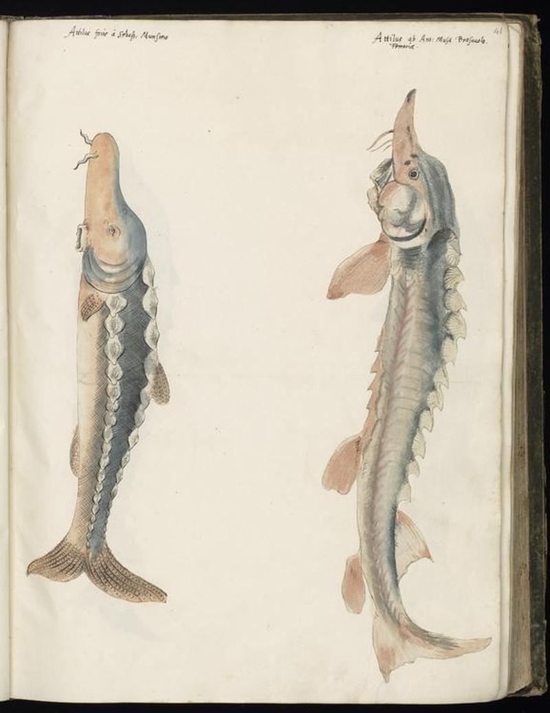 Animal drawings collected by Felix Platter, p1 - (82)