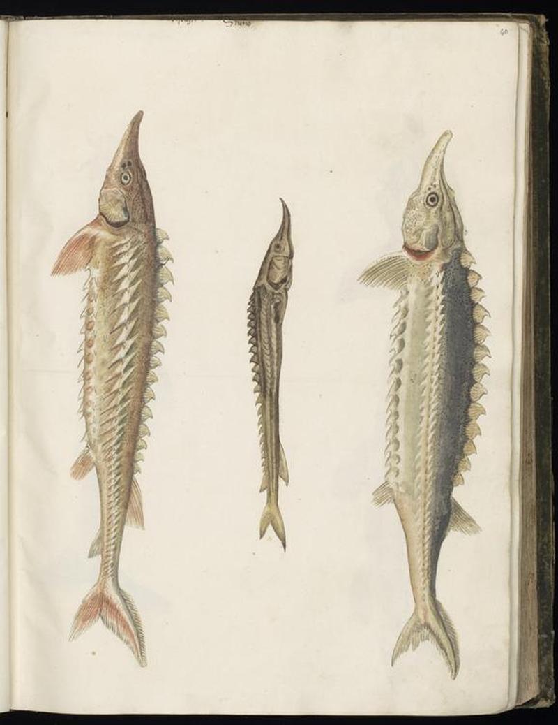 Animal drawings collected by Felix Platter, p1 - (83)