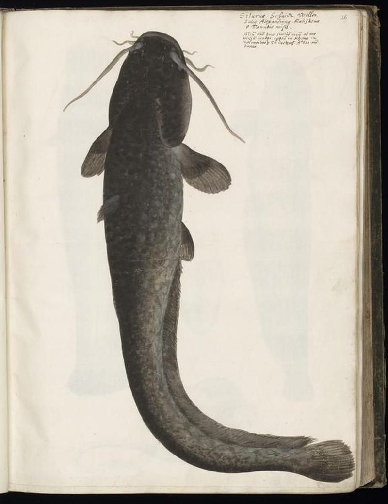 Animal drawings collected by Felix Platter, p1 - (85)