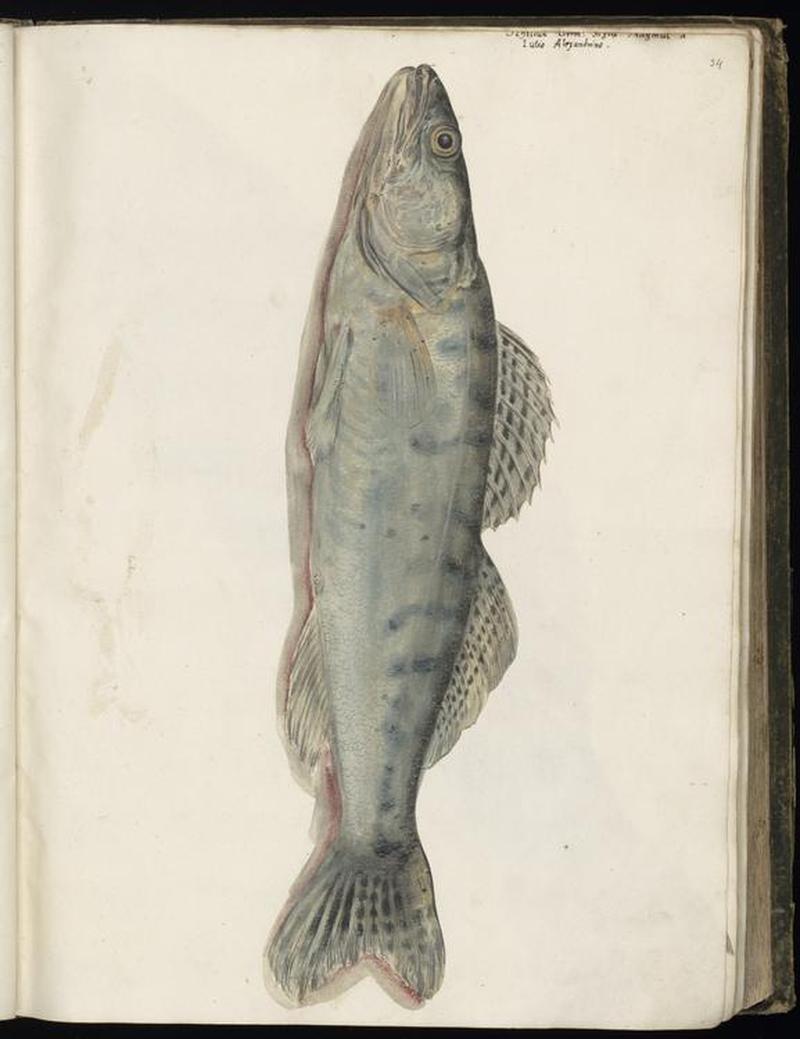 Animal drawings collected by Felix Platter, p1 - (86)