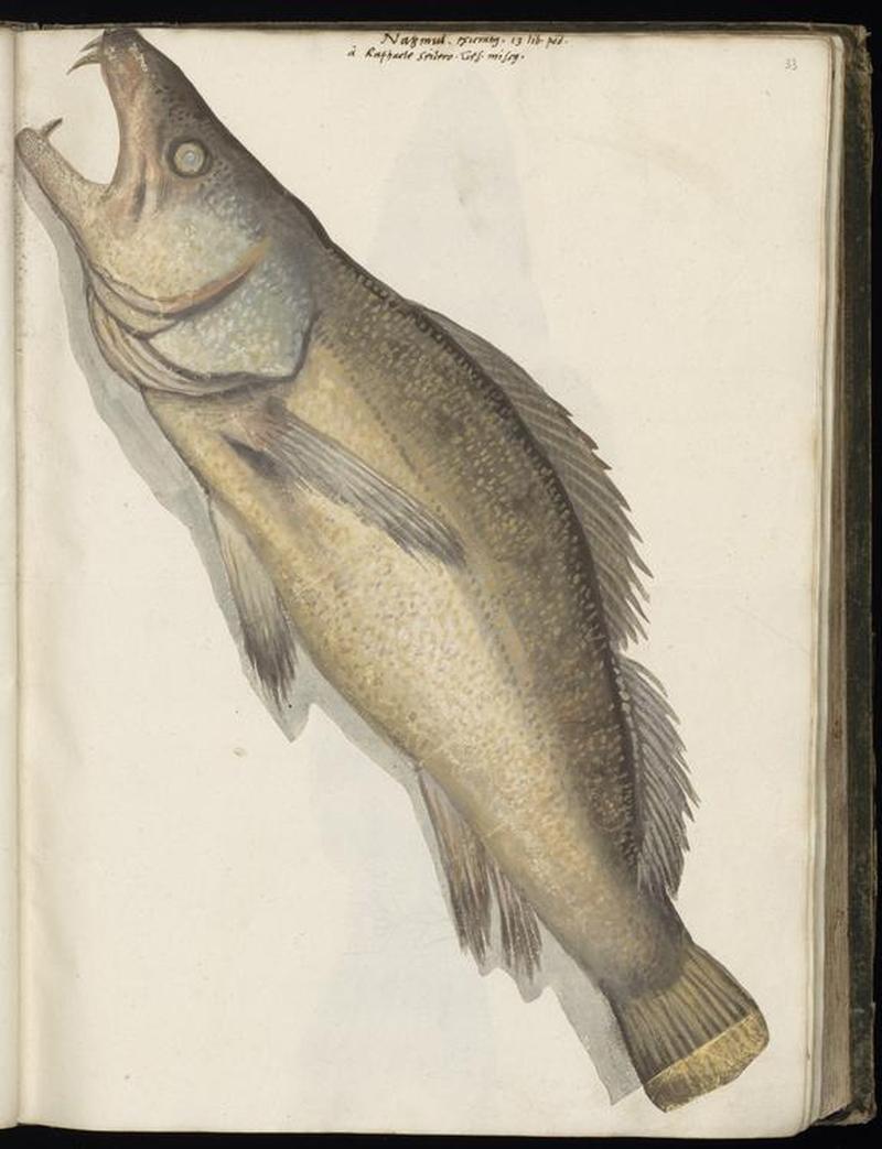 Animal drawings collected by Felix Platter, p1 - (87)