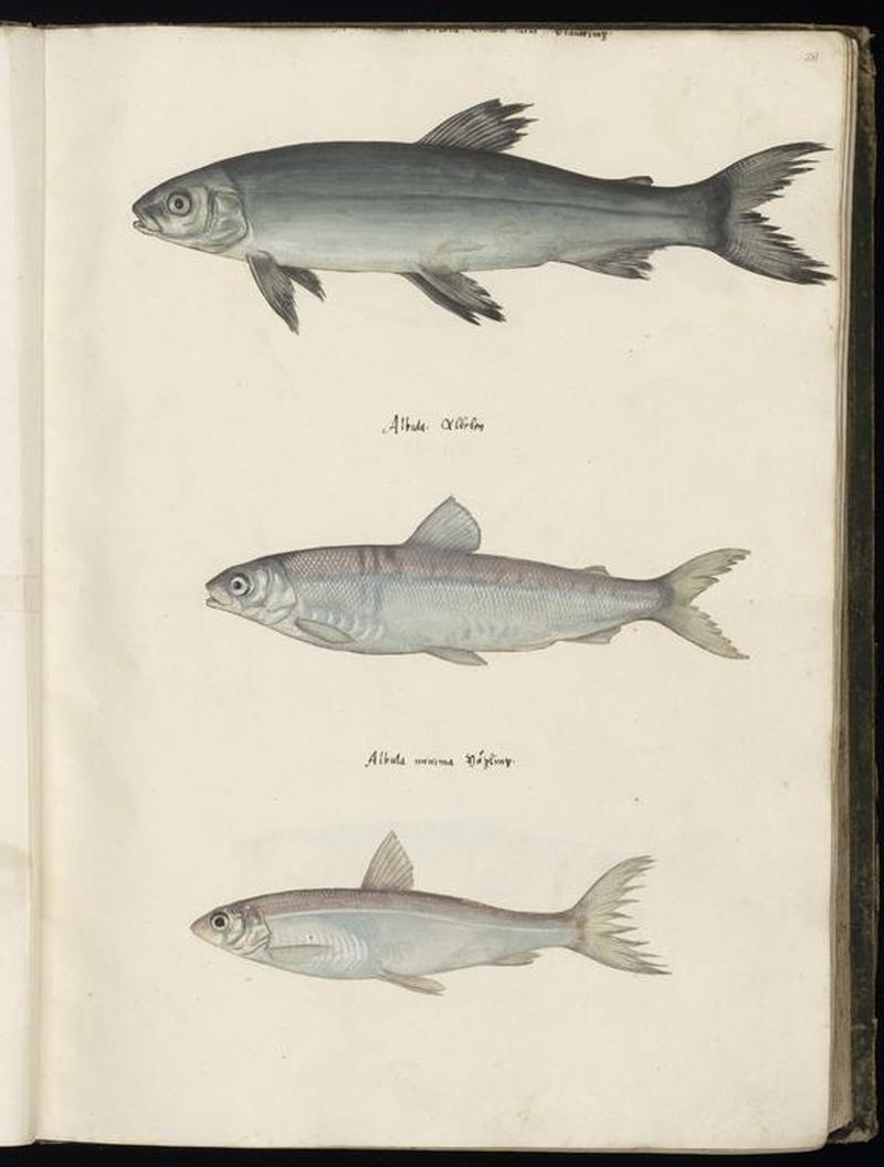 Animal drawings collected by Felix Platter, p1 - (88)