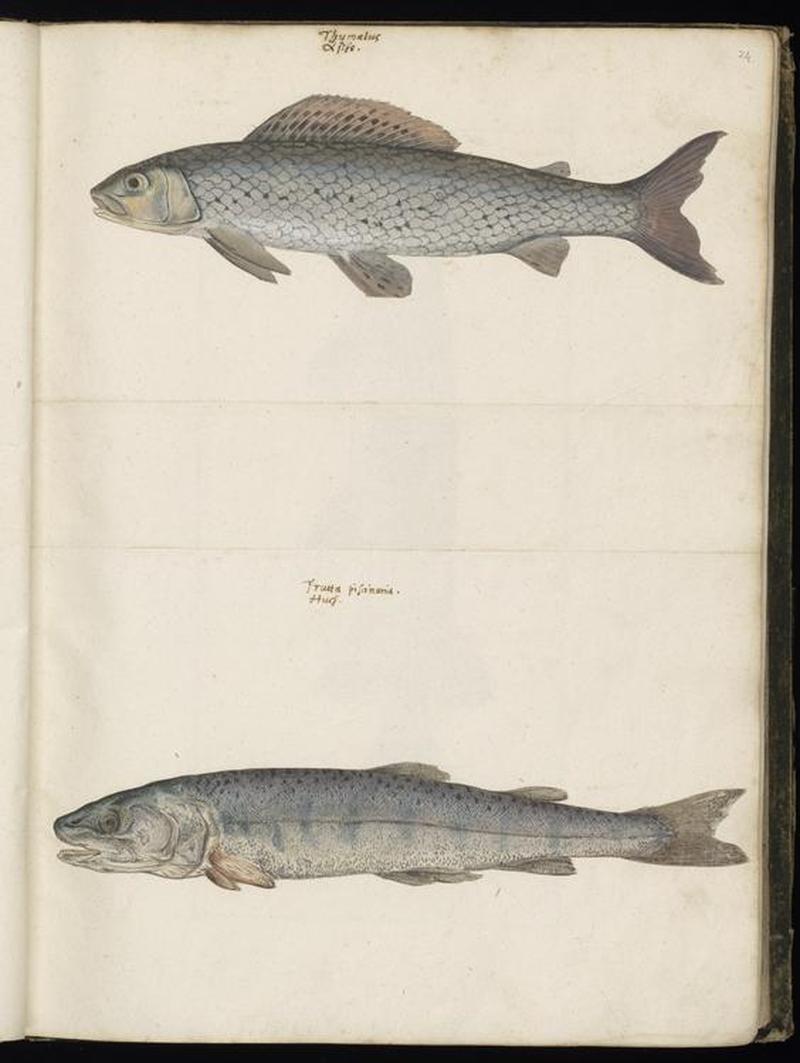 Animal drawings collected by Felix Platter, p1 - (89)