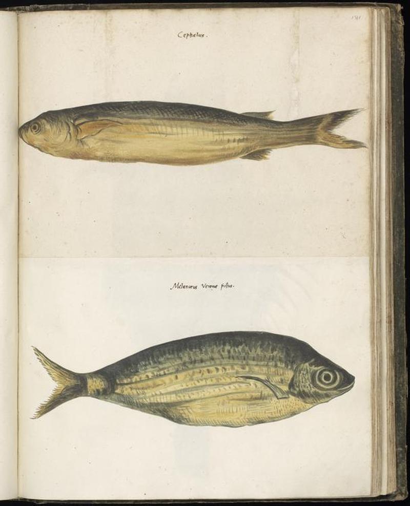 Animal drawings collected by Felix Platter, p1 - (9)