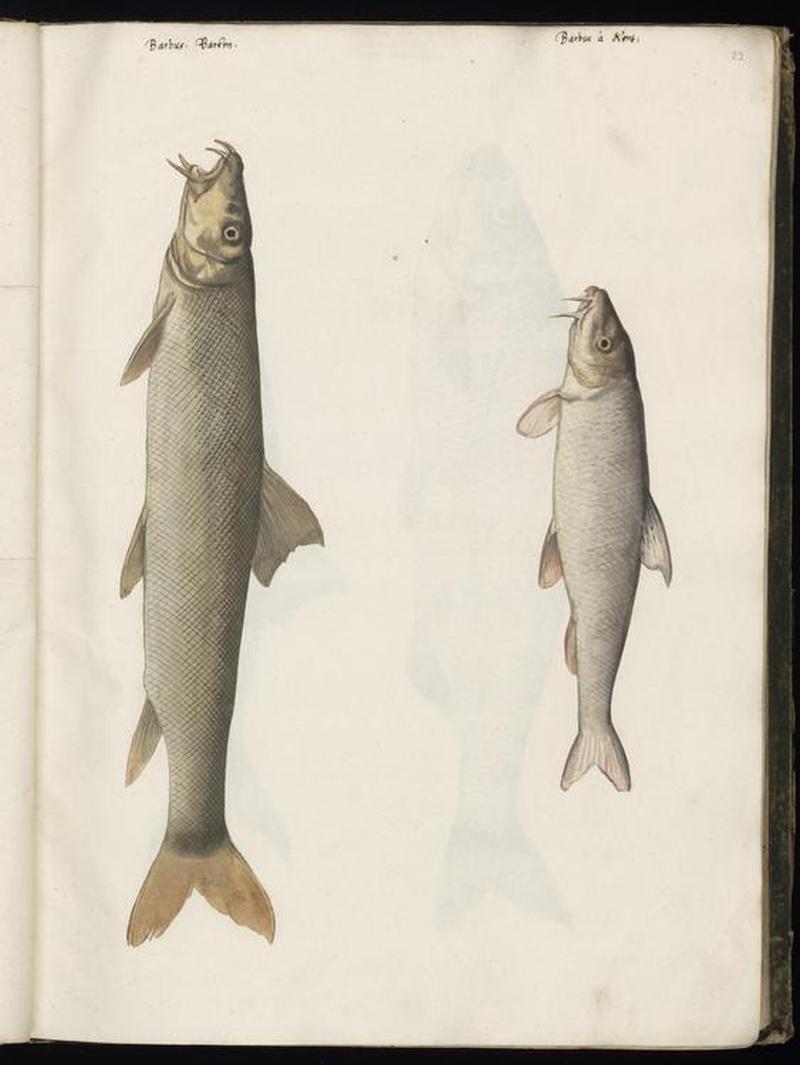 Animal drawings collected by Felix Platter, p1 - (90)