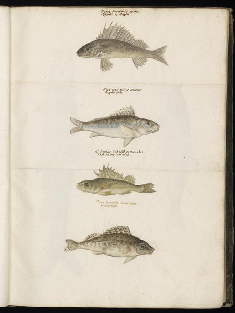 Animal drawings collected by Felix Platter, p1 - (91)
