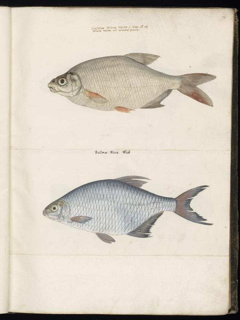 Animal drawings collected by Felix Platter, p1 - (92)