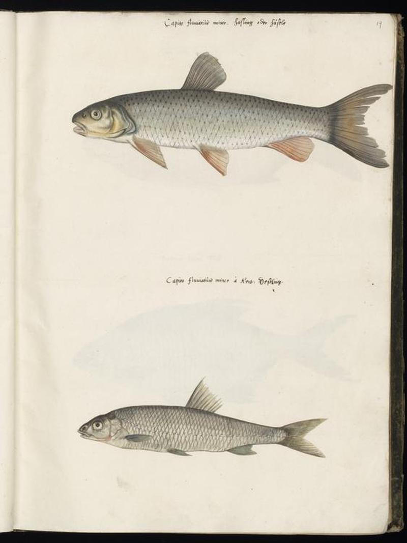 Animal drawings collected by Felix Platter, p1 - (93)
