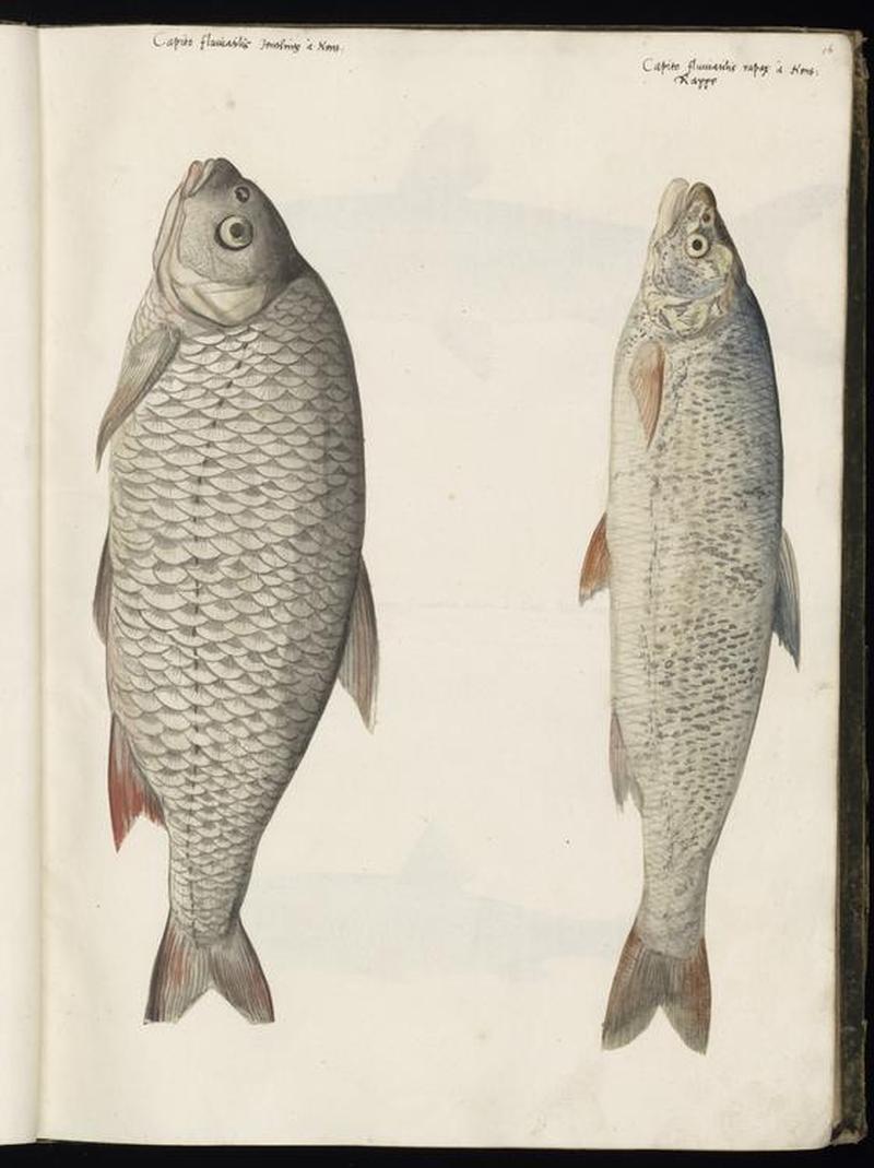 Animal drawings collected by Felix Platter, p1 - (94)