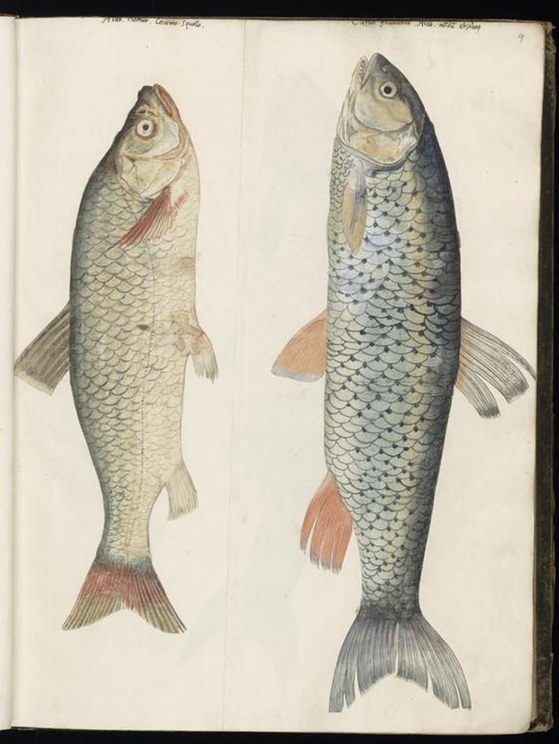Animal drawings collected by Felix Platter, p1 - (96)