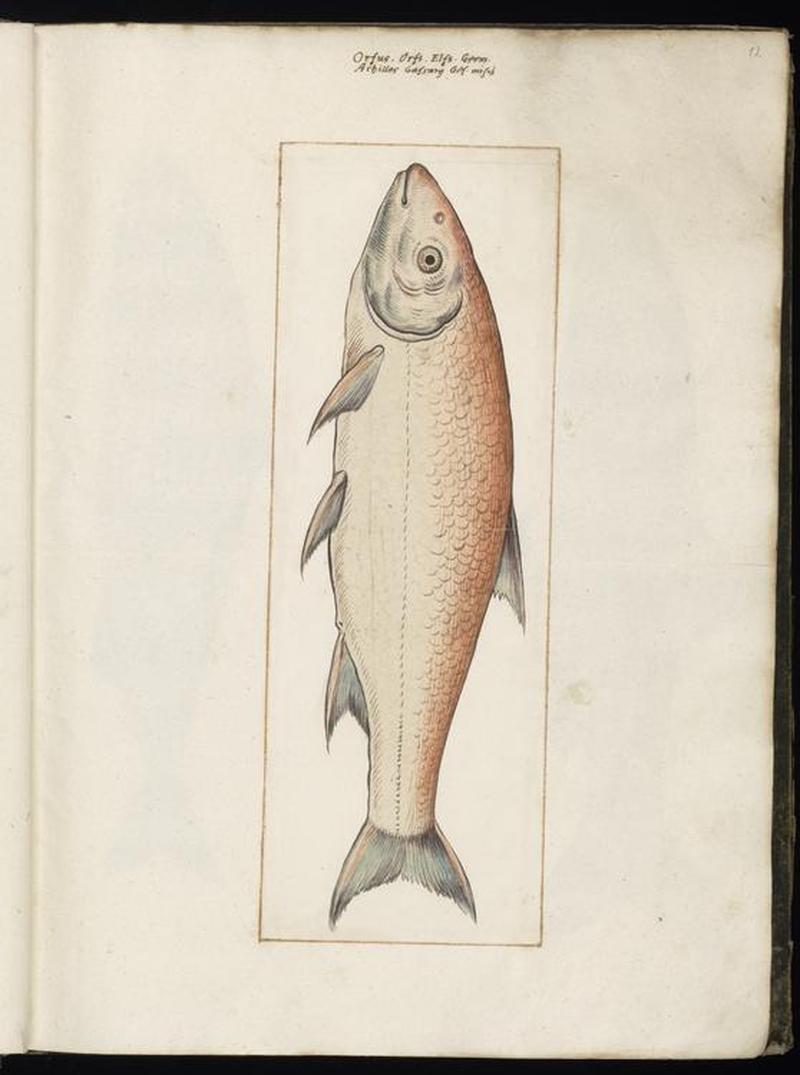Animal drawings collected by Felix Platter, p1 - (97)