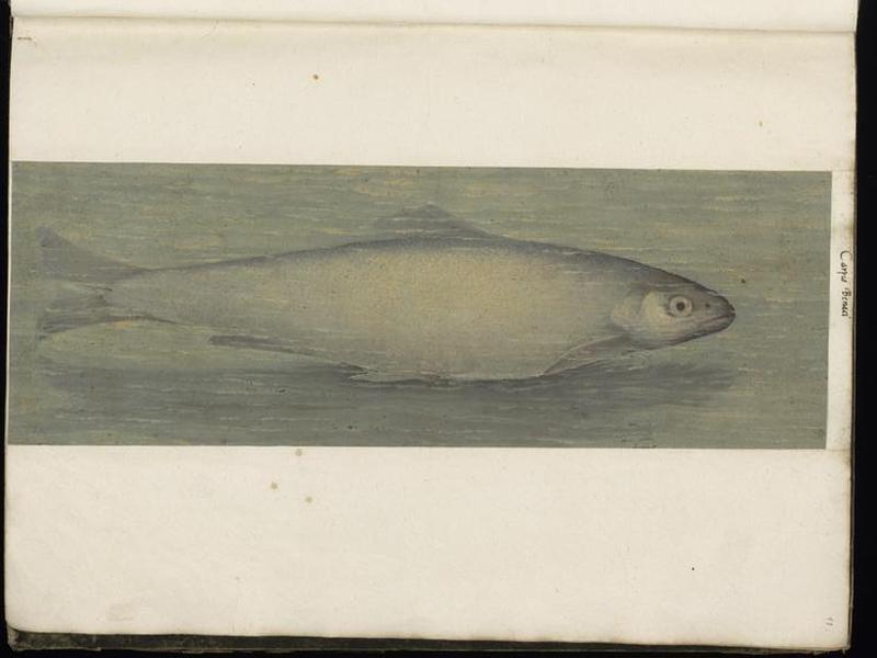 Animal drawings collected by Felix Platter, p1 - (98)