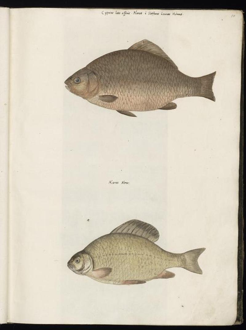 Animal drawings collected by Felix Platter, p1 - (99)