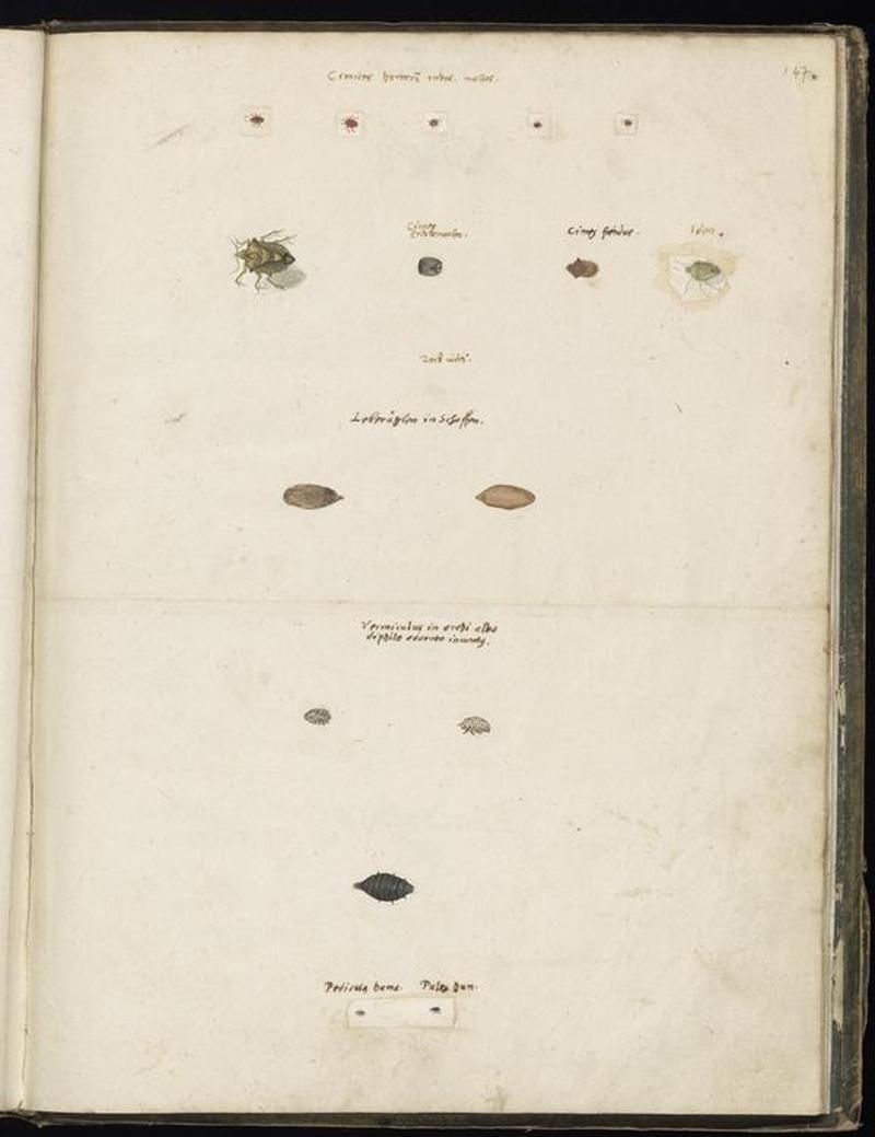 Animal drawings collected by Felix Platter, p2 - (1)